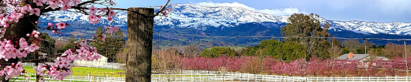 SFMike channel banner