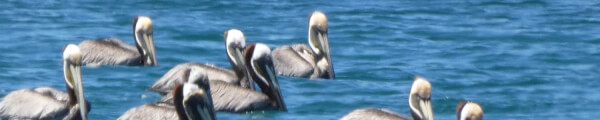 Turistavirtual channel banner