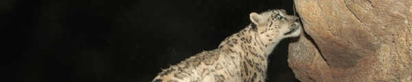 AayushDudhiya channel banner