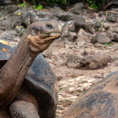 Galapagos in VR