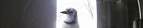 Stereoscopic Experiments channel banner