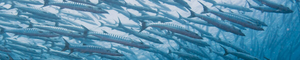 Jack Diving channel banner