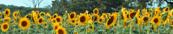 Enfoque Nativo channel banner