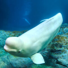 HANG XR