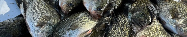 Kissimmee Special channel banner