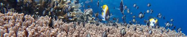 Diving the Globe channel banner
