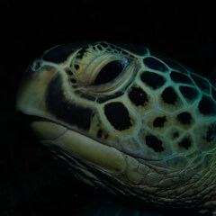 Diving the Globe