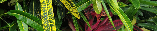 Soft Horizon channel banner