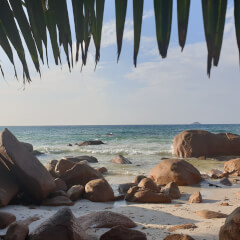 Soft Horizon