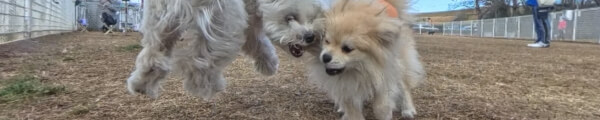 Coco the Pomeranian channel banner