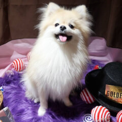 Coco the Pomeranian