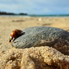 Fodder Life