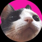 Lets Cats Paraguay