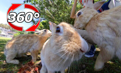 [360 Video] Three brothers who are good friends even when they grow up.