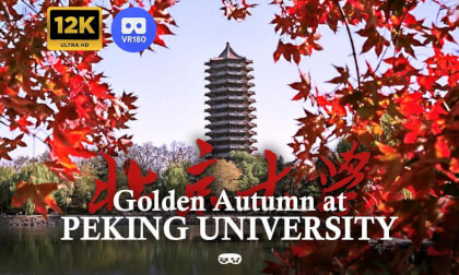 Golden Autumn at Peking University ｜北京大学｜中国 ｜ China｜— An Immersive VR Experience