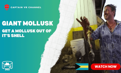 [15] Giant Mollusk! Watch how locals in the Caribbean get a Mollusk Out of It's Shell
