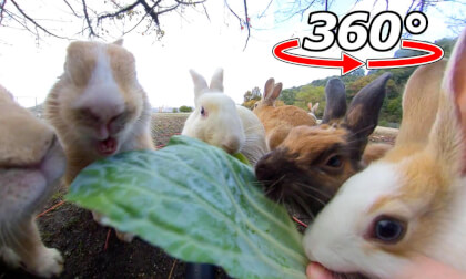 VR 360° | First come, first served!? Rabbits fight over cabbage!