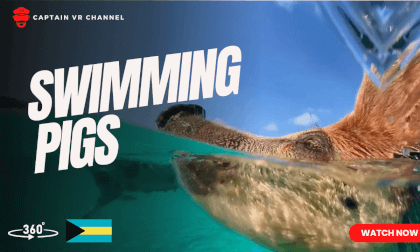 |72| Sting rays and swimming pigs - 360° video VR Video |72| Sting rays and swimming pigs - 360° video VR