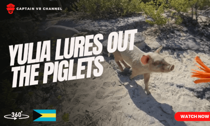 |73| Yulia lures out the piglets - 360° video VR Video |73| Yulia lures out the piglets - 360° video VR