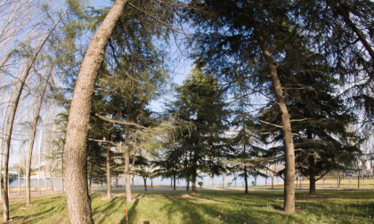 Lakeside grove