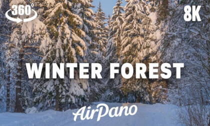 Winter Forest. VR road relaxation