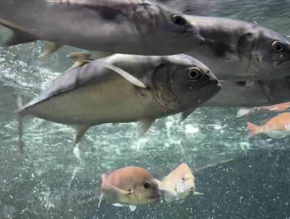 須磨水族館