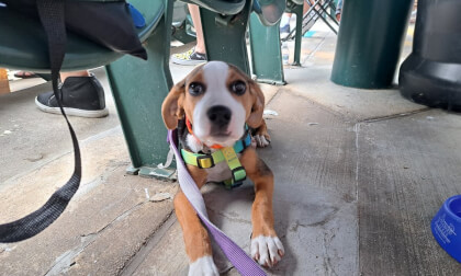 Meet Adoptable Diamond Dog Vee from PAW 3D 180 VR Meet Adoptable Diamond Dog Vee from PAW 3D 180 VR