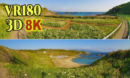 ' Tsumeki-zaki ' daffodil flower field with the blue sea in the background in Shizuoka , JAPAN