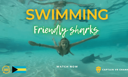 |85| Everybody swims witht he friendly sharks -360° video VR Video |85| Everybody swims witht he friendly sharks -360° video VR