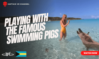 |89| Playing with the famous swimming pigs of Exuma -360° video VR Video |89| Playing with the famous swimming pigs of Exuma -360° video VR