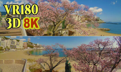 ATAMI-SAKURA , the earliest cherry blossoms in Japan at Atami-city in Shizuoka , JAPAN