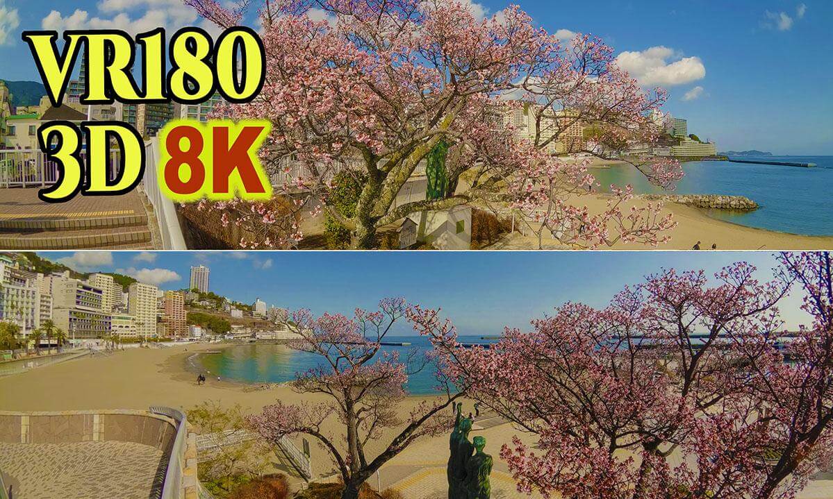 ATAMI-SAKURA , the earliest cherry blossoms in Japan at Atami-city in Shizuoka , JAPAN