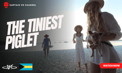 |100| Odyssey crew admring the tiniest piglet-360° video
