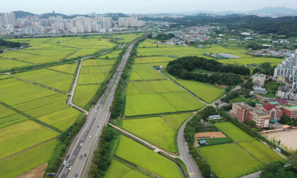 Korea  - Rice cultivation area in Siheung, Gyeonggi-do, South Korea -002