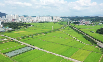 Korea  - Rice cultivation area in Siheung, Gyeonggi-do, South Korea -003