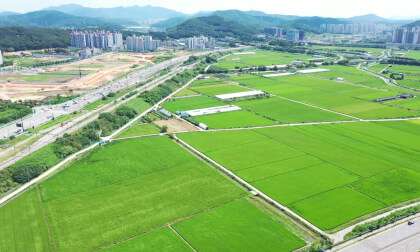Korea  - Rice cultivation area in Siheung, Gyeonggi-do, South Korea -005