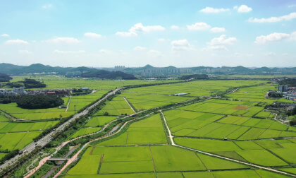 Korea  - Rice cultivation area in Siheung, Gyeonggi-do, South Korea -006