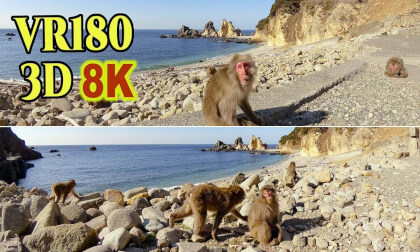 Japanese Beach Monkeys at Hagachizaki Monkey Bay in Shizuoka , JAPAN