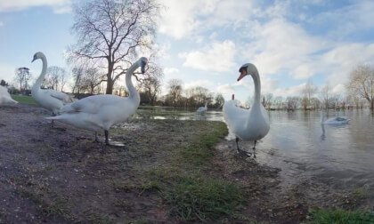 Feeding the Swans 8K 360 degree