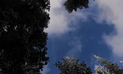 Walking Through a Forest looking at the sky (3d, Flat)