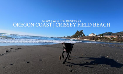 NOVA | World's best dog | Swim Day at the beach