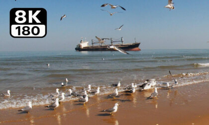 Immersive Seagull Feeding Experience