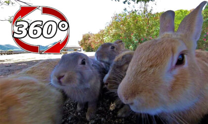 [360 Video] Everyone! Let us get together in the shade and have lunch!