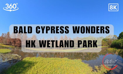 Bald Cypress Wonders at HK Wetland Park - Urban Public Parks and Gardens Hong Kong 2026 | 8K 360VR