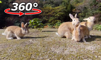 VR 360° | Look-alike rabbits! But is there one that isn't a friend?