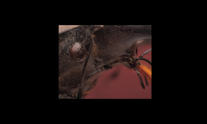 Insectos