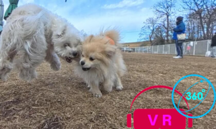 Pomeranian Play Fight in VR360 | Dog Park Experience