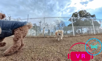 Pomeranian Makes a Best Friend at the Dog Park | 360° VR Running & Playing Experience