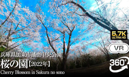 Japanese CHERRY BLOSSOM【SAKURA no SONO】桜の園