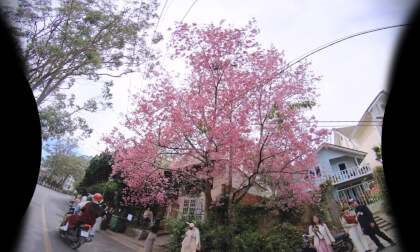 cherry blossoms